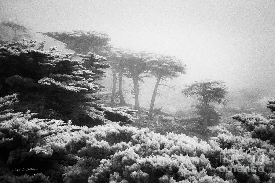 17 Mile Drive Cyprus Tress  Photograph by Craig J Satterlee