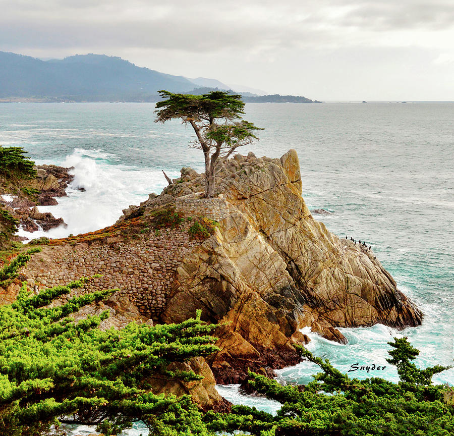 17 Mile Drive - Famous Lone Cypress  Photograph by Floyd Snyder
