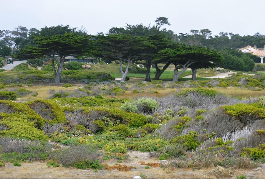 17-Mile Drive Photograph by Marian Jenkins