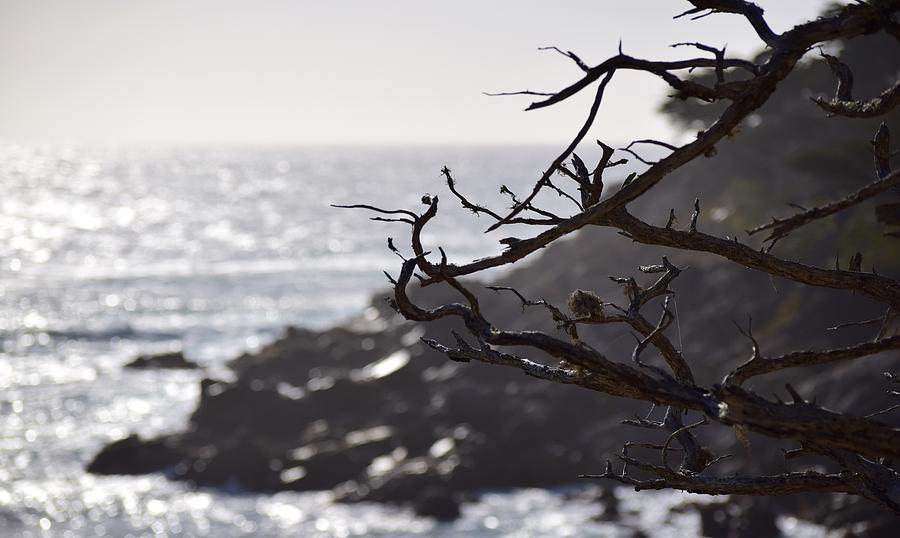 17 Mile Drive  Photograph by Sandy Taylor