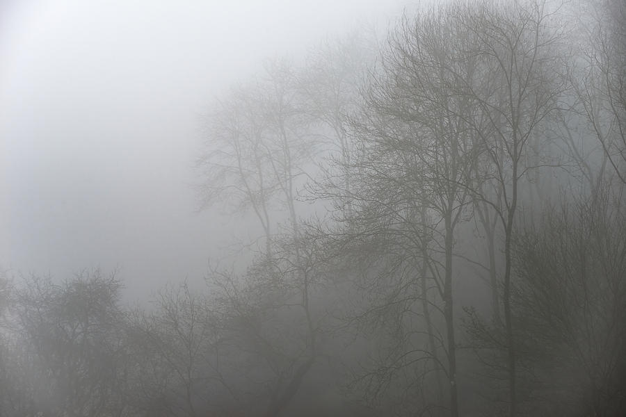 Moody dramatic foggy forest landscape Spring Autumn Fall Photograph by ...