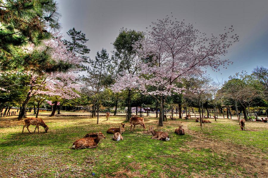 Nara Japan #17 Photograph by Paul James Bannerman
