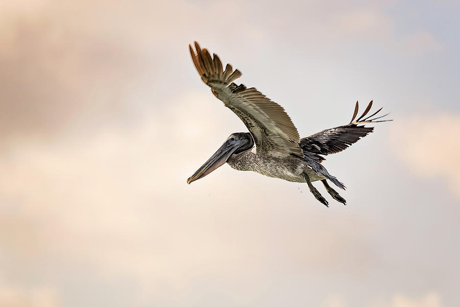 Pelican #17 Photograph by Peter Lakomy
