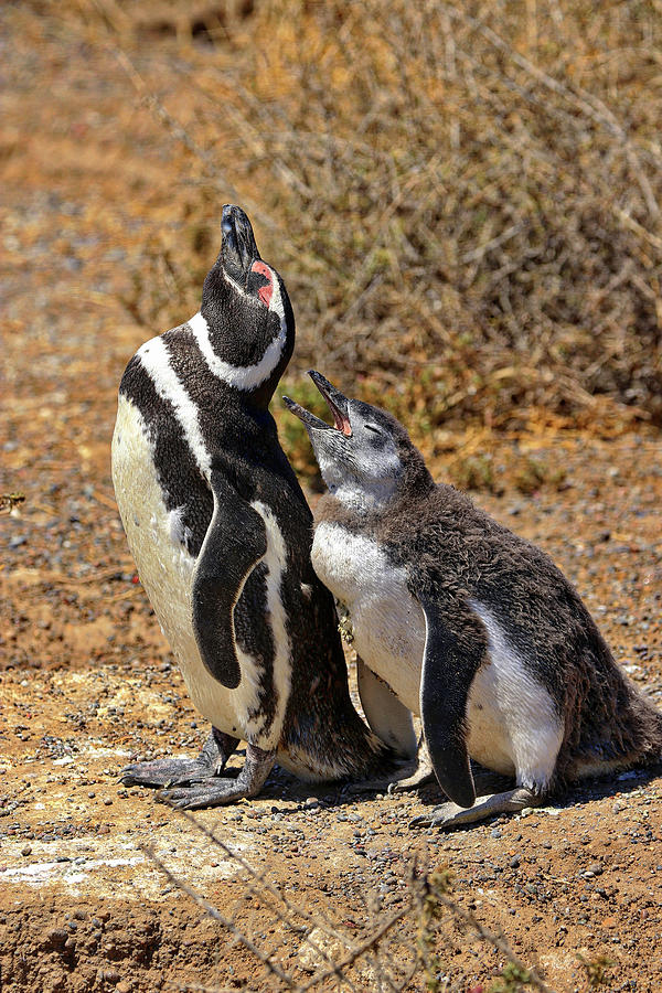 Penguins Tombo Reserve Puerto Madryn Argentina #17 Photograph by Paul James Bannerman
