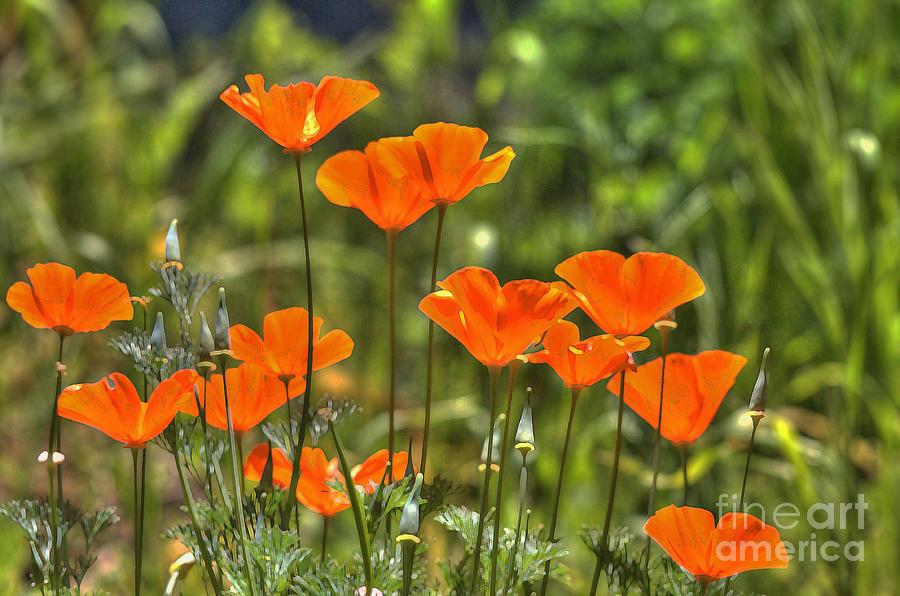 Poppies #17 Photograph by Marc Bittan