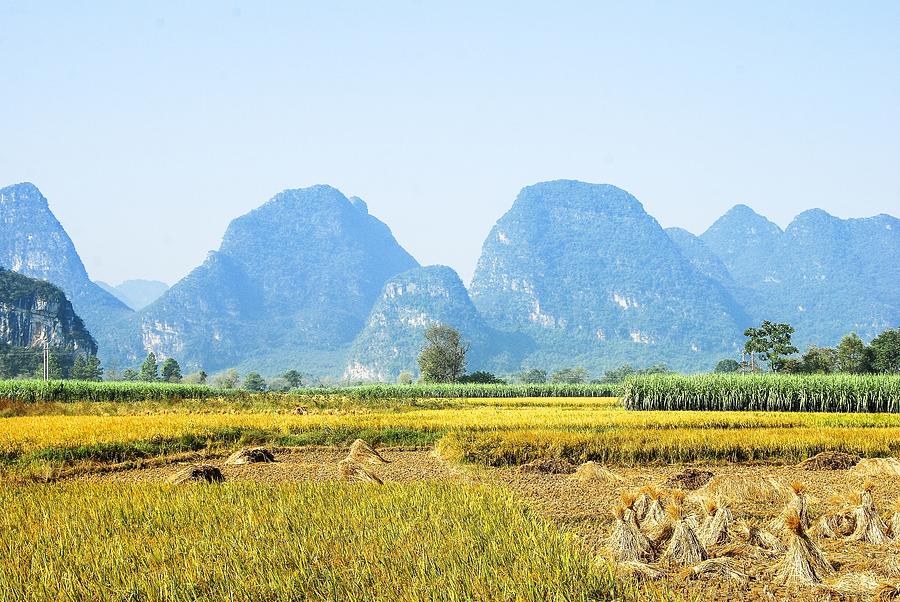 Rice fields scenery in autumn #17 Photograph by Carl Ning