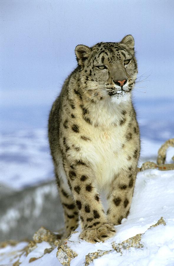 Snow Leopard #17 Photograph by Jean-Louis Klein & Marie-Luce Hubert