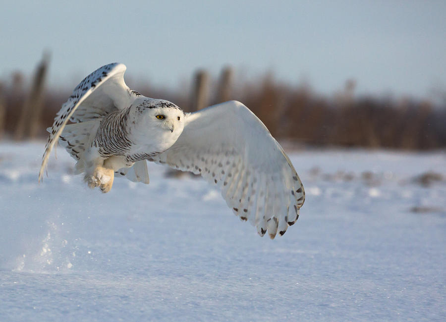 Snowy Owl Photograph by Dee Carpenter - Fine Art America