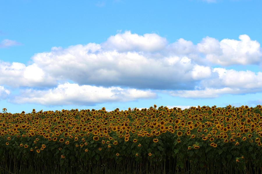 Sunflower #17 Photograph by Donn Ingemie
