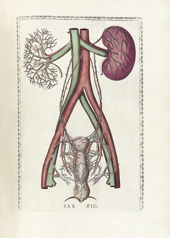 Vertical Digital Art - The Science Of Human Anatomy #17 by National Library of Medicine