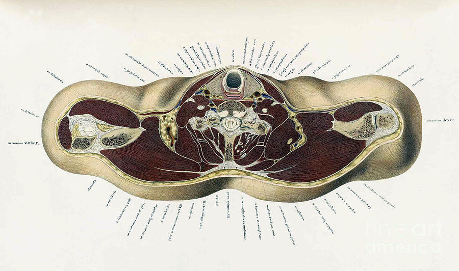 Topographisch-anatomischer, Braune, 1872 #17 Photograph by Science Source