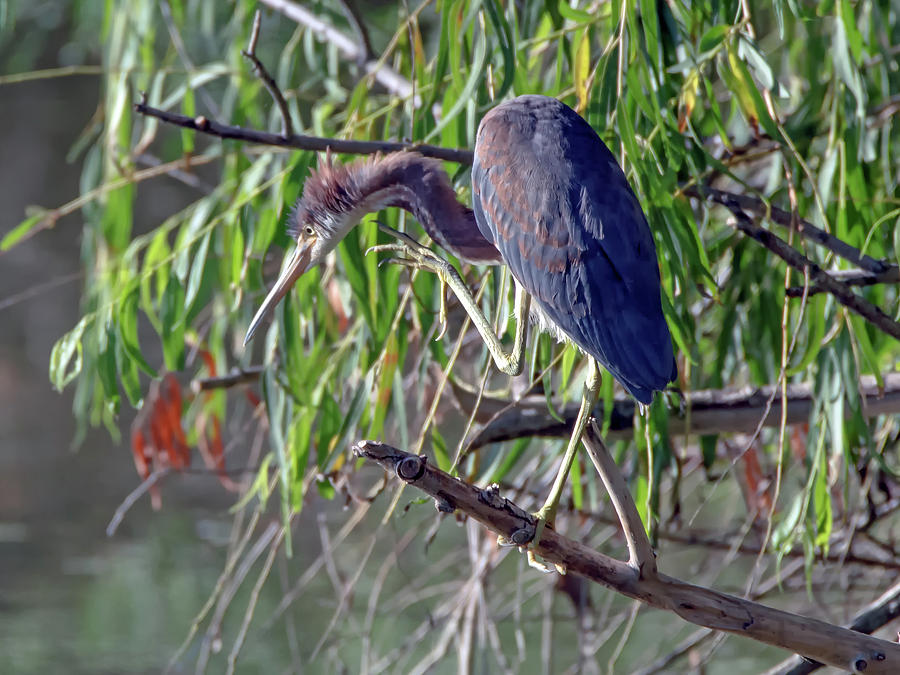 Tricolored Heron #17 Photograph by Tam Ryan
