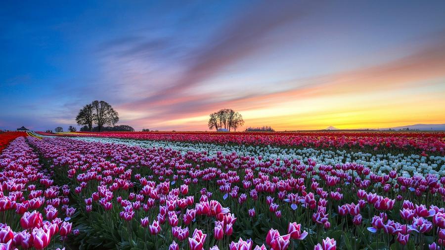Spring Photograph - Tulip #17 by Mariel Mcmeeking