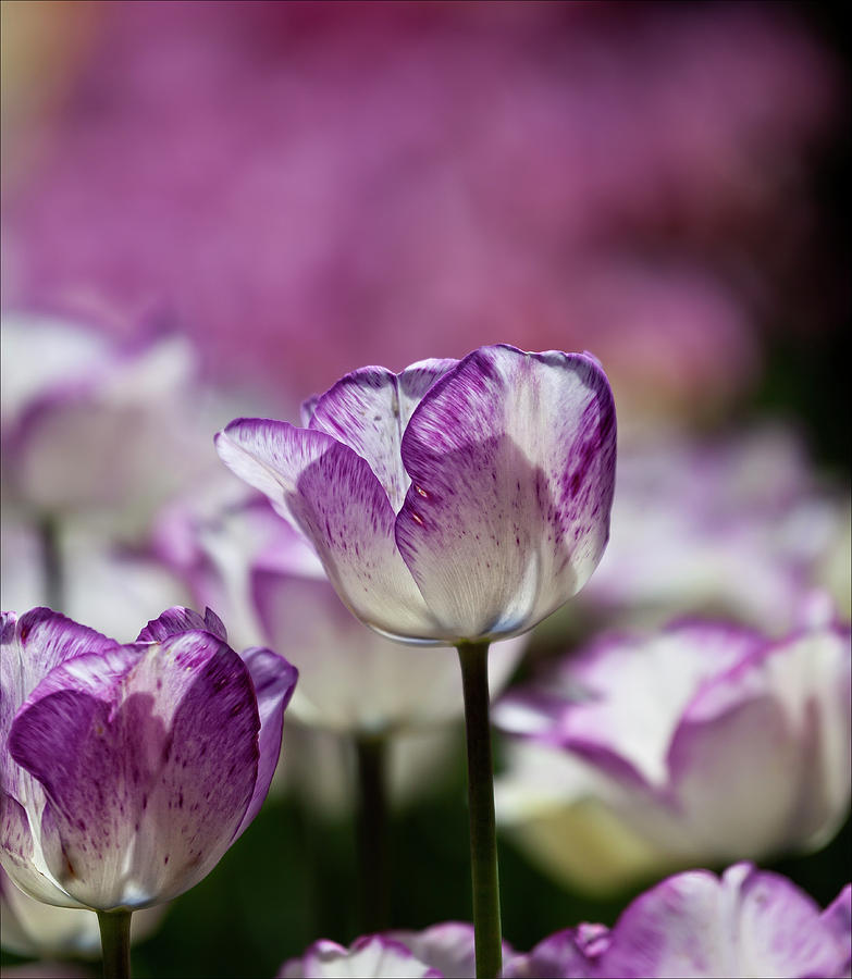 Tulips #17 Photograph by Robert Ullmann