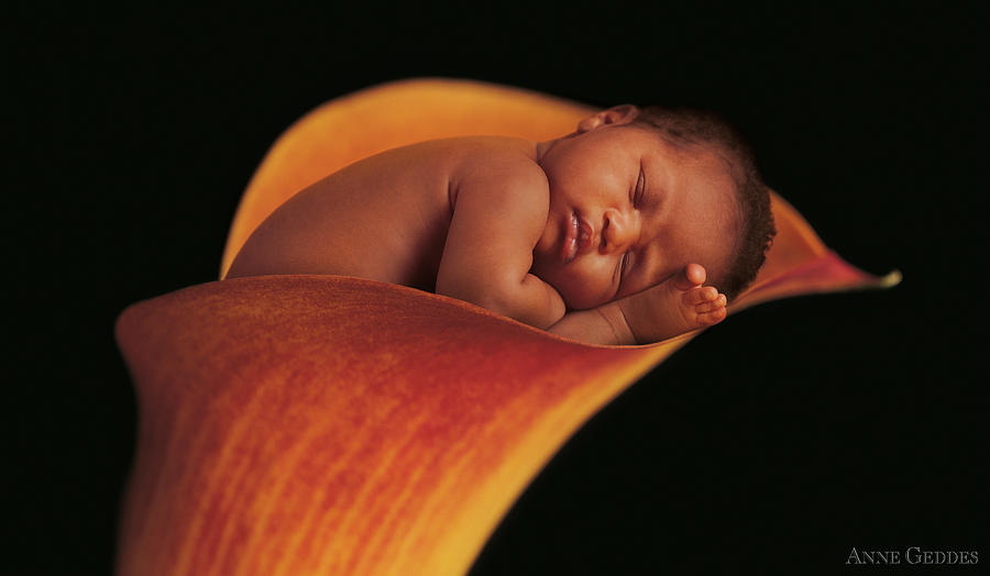 Nature Photograph - Jasmine in a Calla Lily by Anne Geddes