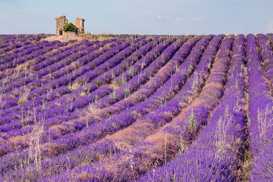 Valensole - Provence, France #17 Photograph by Joana Kruse