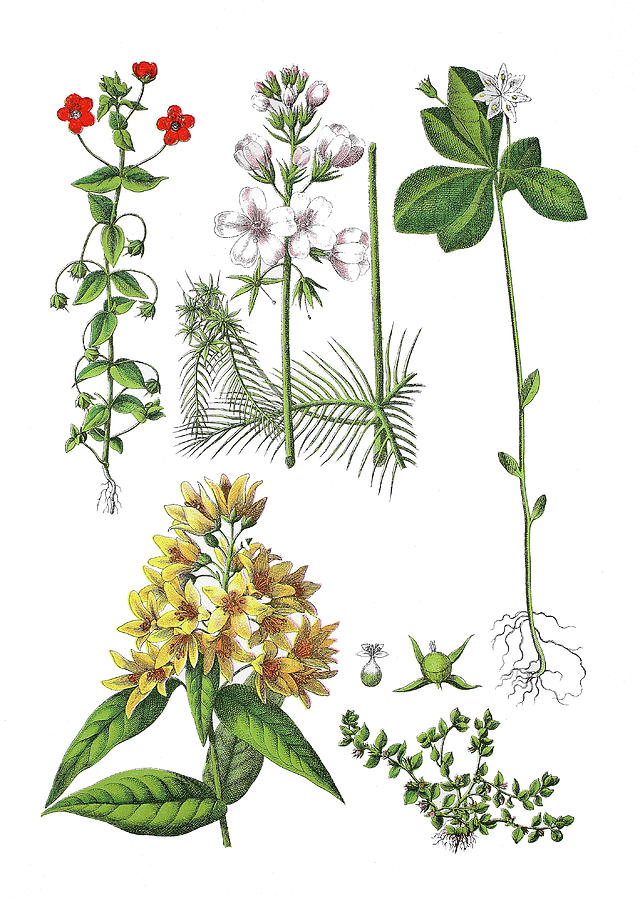 Various Medicinal Plants Drawing by Bildagentur-online