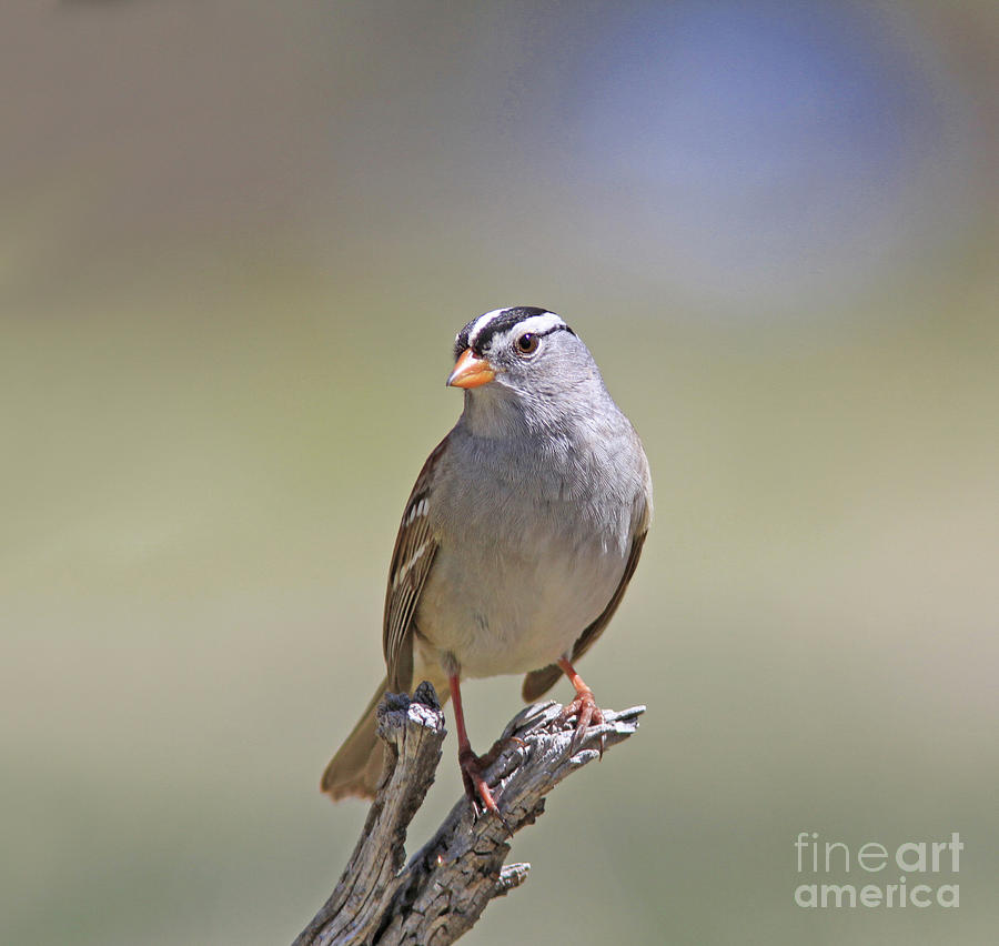 White-crowned Sparrow #17 Photograph by Gary Wing
