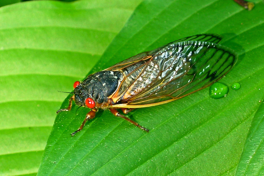 Music Photograph - 17 Year Periodical Cicada by Douglas Barnett