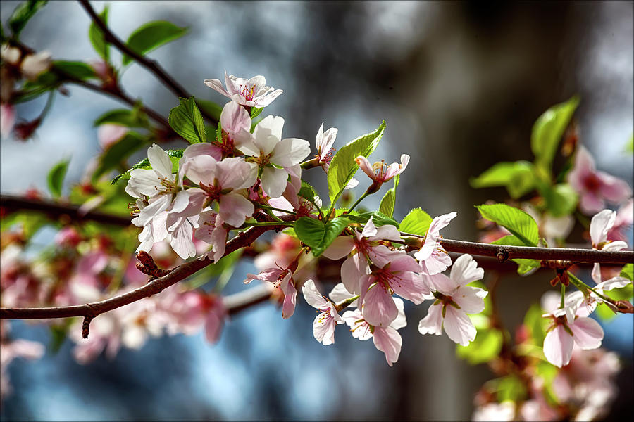 Cherry Blossoms #170 Photograph by Robert Ullmann