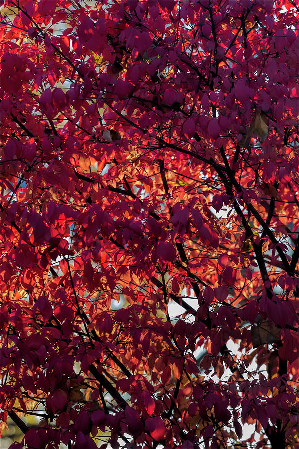Fall Foliage #170 Photograph by Robert Ullmann