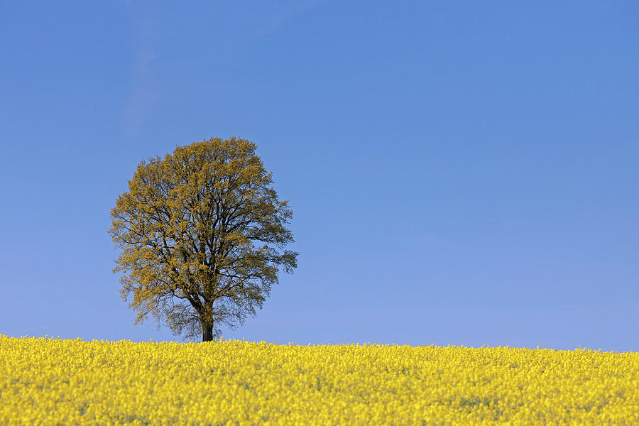 English Oak in Field Photograph by Arterra Picture Library