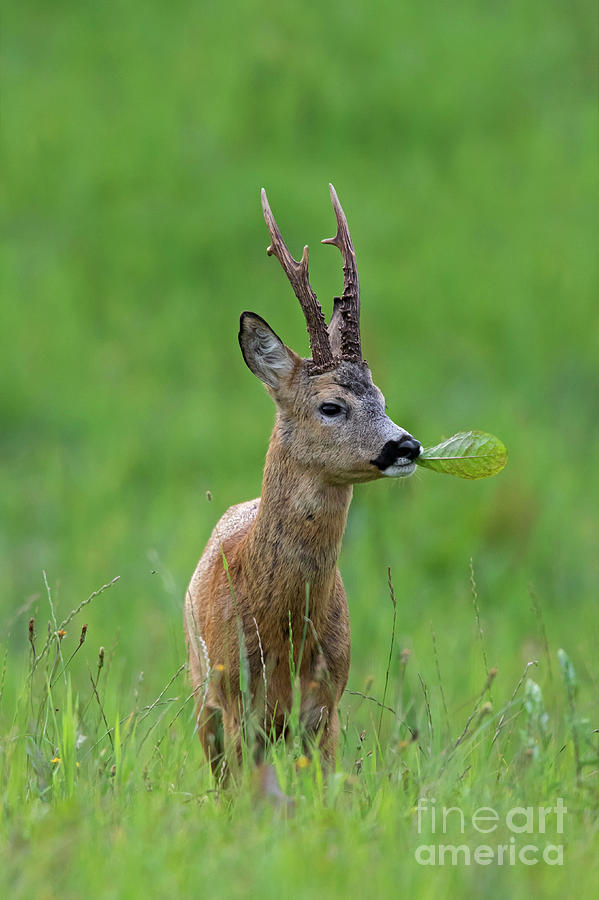 Roebuck with Leaf Photograph by Arterra Picture Library