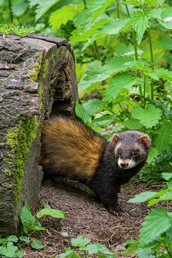 Polecat Photograph by Arterra Picture Library