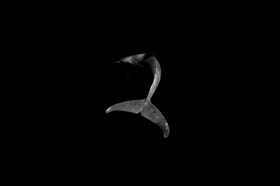 Dolphin Photograph - 170504-9402 by 27mm