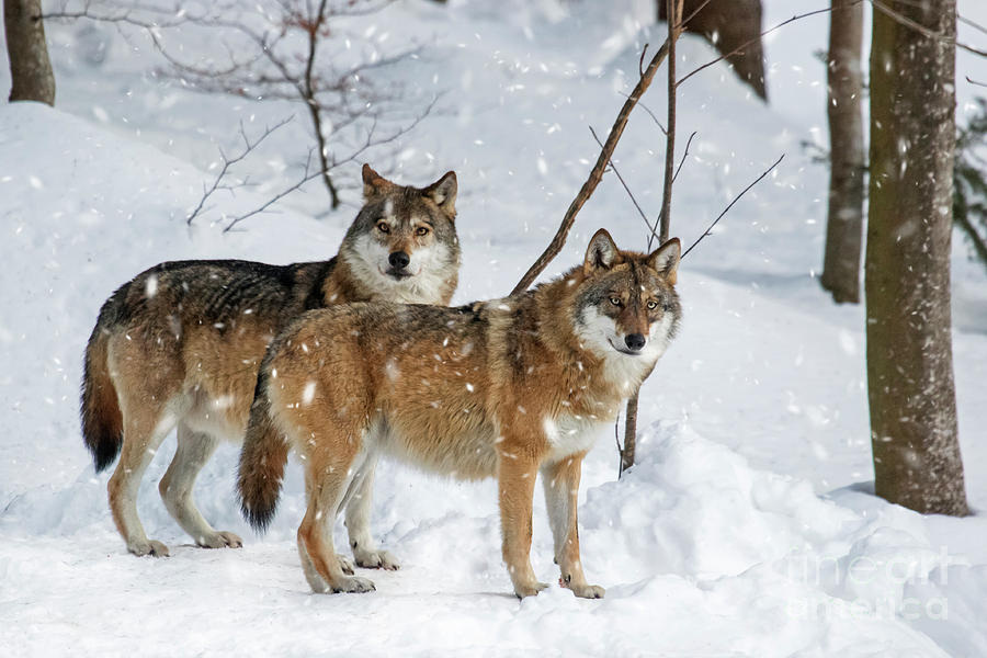 Two Grey Wolves Photograph by Arterra Picture Library