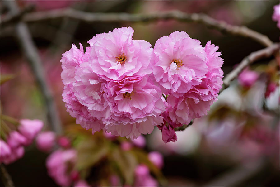 Cherry Blossoms #171 Photograph by Robert Ullmann
