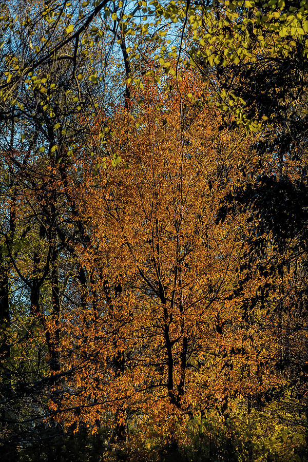 Fall Foliage #171 Photograph by Robert Ullmann