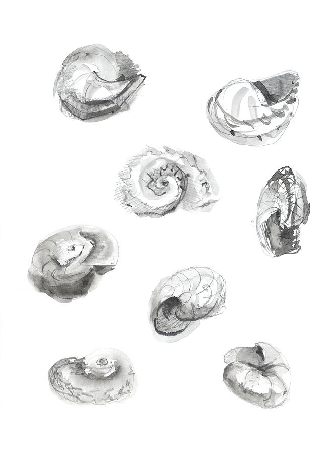Shell Drawing - Untitled #634 by Chris N Rohrbach