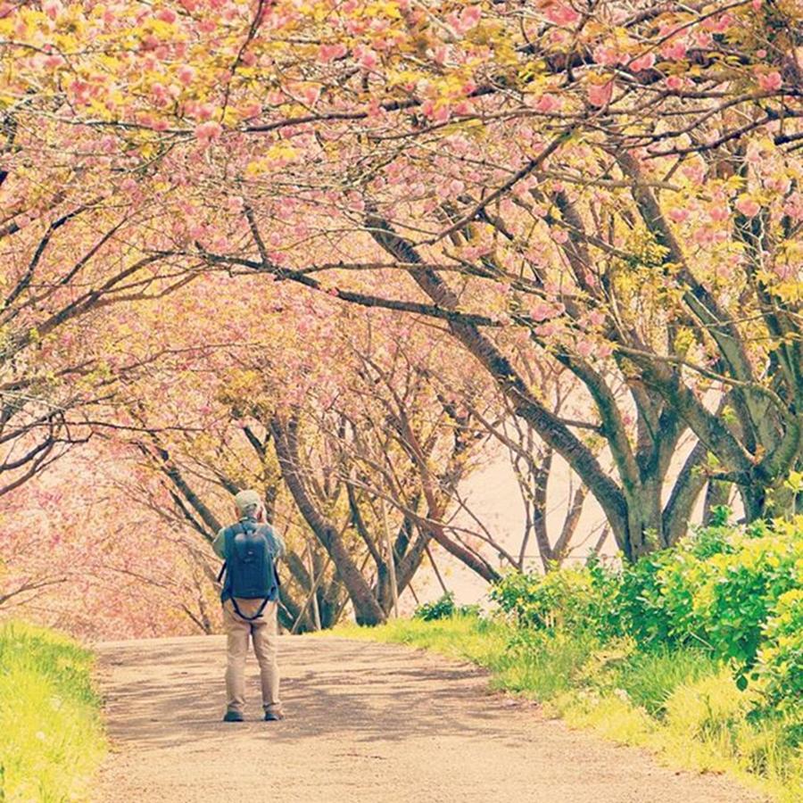 Spring Photograph - Instagram Photo #171461284687 by Hidemi Yamamoto