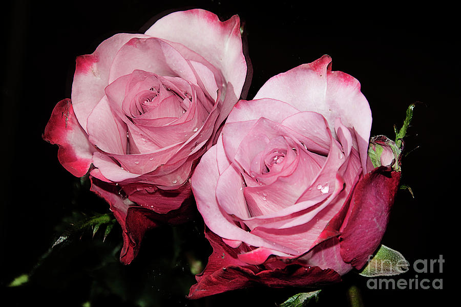 Flower Photograph - Beautiful Rose #172 by Elvira Ladocki