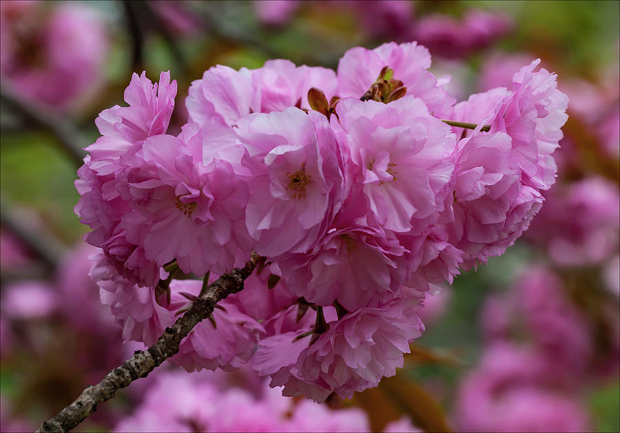 Cherry Blossoms #172 Photograph by Robert Ullmann