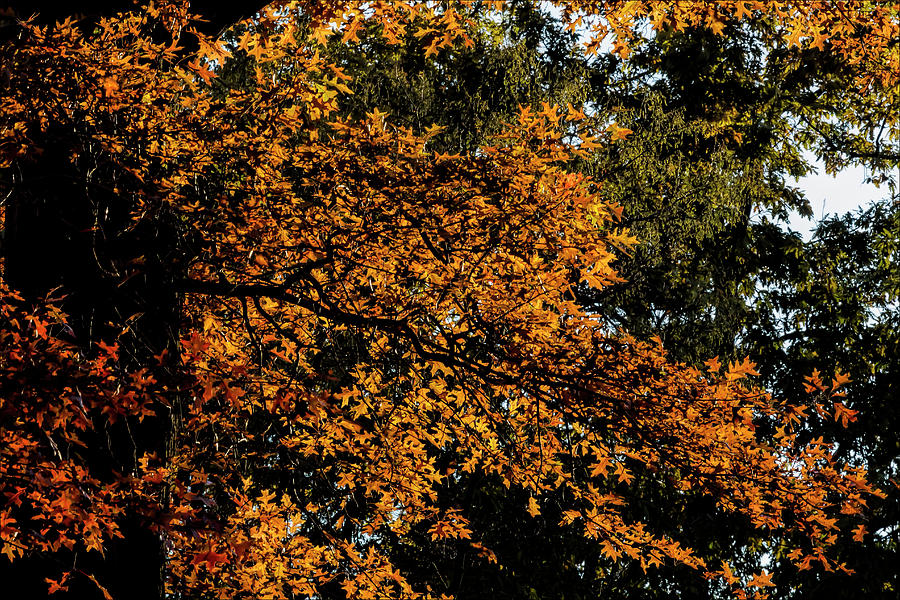 Fall Foliage #172 Photograph by Robert Ullmann
