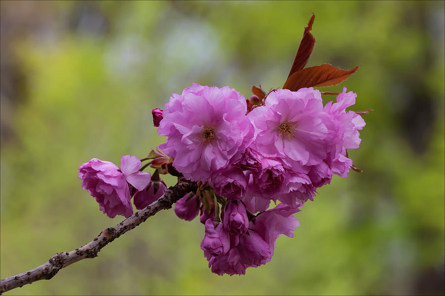 Cherry Blossoms #173 Photograph by Robert Ullmann