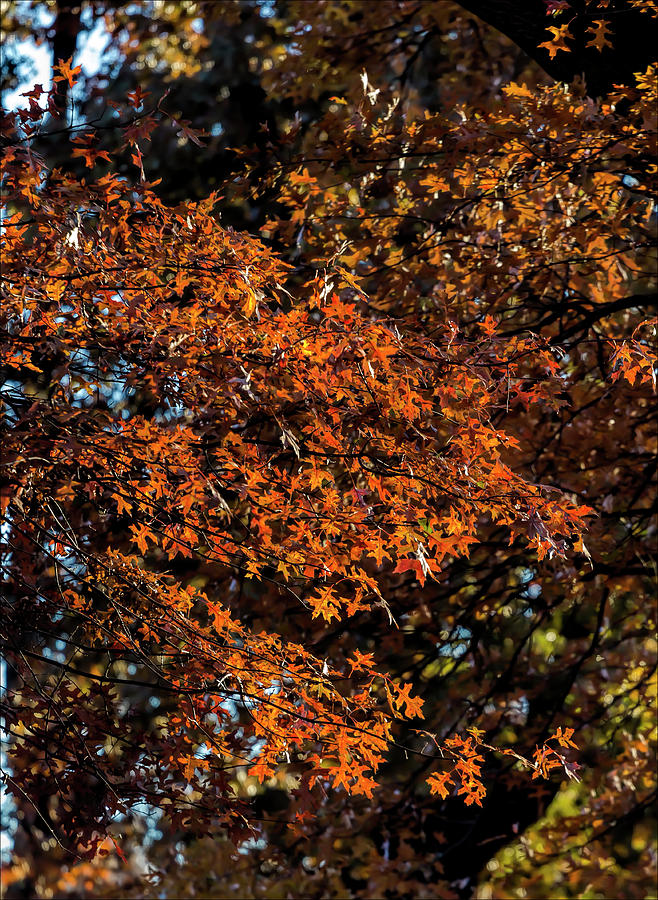 Fall Foliage #173 Photograph by Robert Ullmann