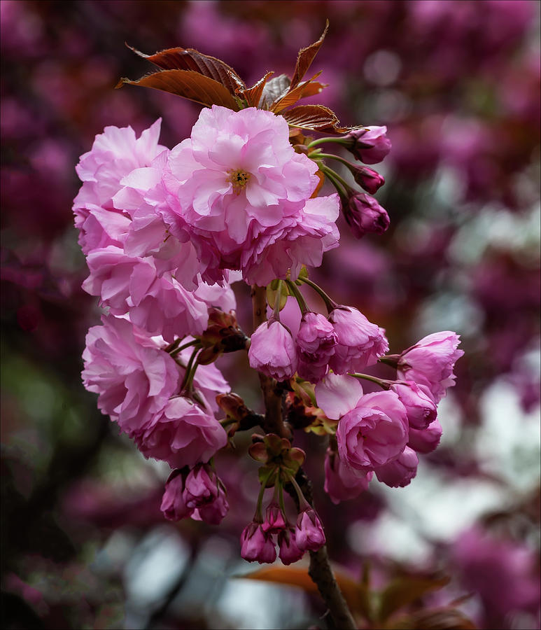 Cherry Blossoms #174 Photograph by Robert Ullmann