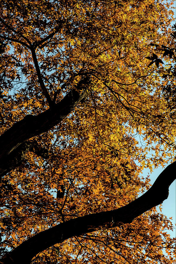 Fall Foliage #174 Photograph by Robert Ullmann