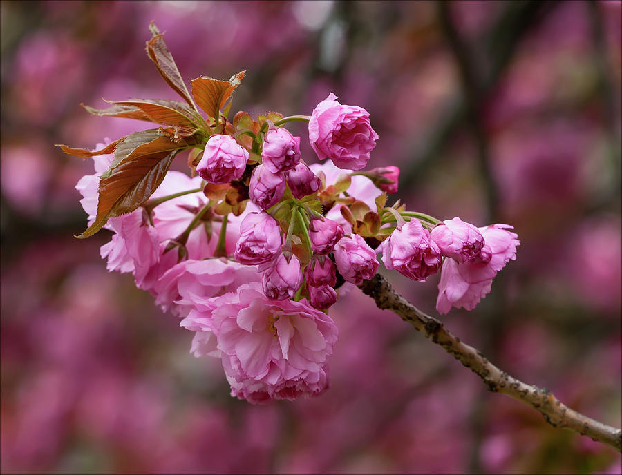 Cherry Blossoms #175 Photograph by Robert Ullmann