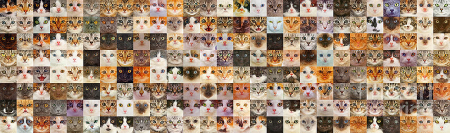 175 Random Cats Photograph by Warren Photographic