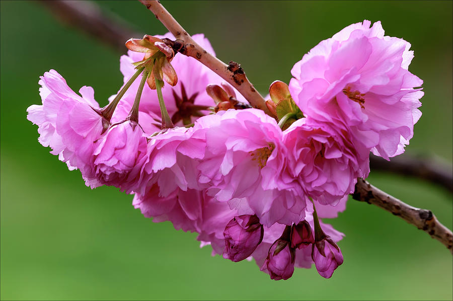 Cherry Blossoms #176 Photograph by Robert Ullmann