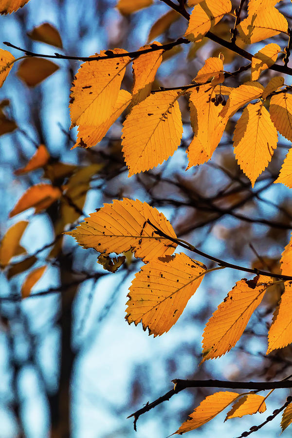 Fall Foliage #176 Photograph by Robert Ullmann