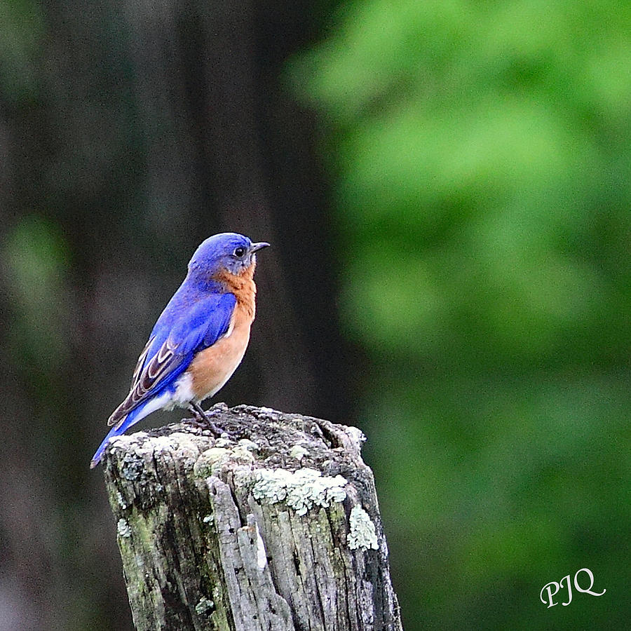 JQs Bluebird Photograph by PJQandFriends Photography
