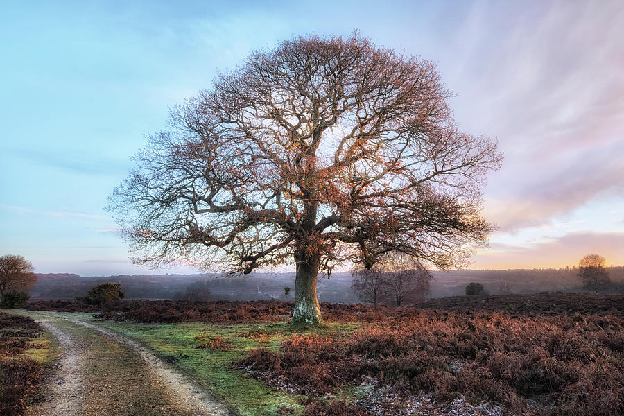 Tree Photograph - New Forest - England #177 by Joana Kruse