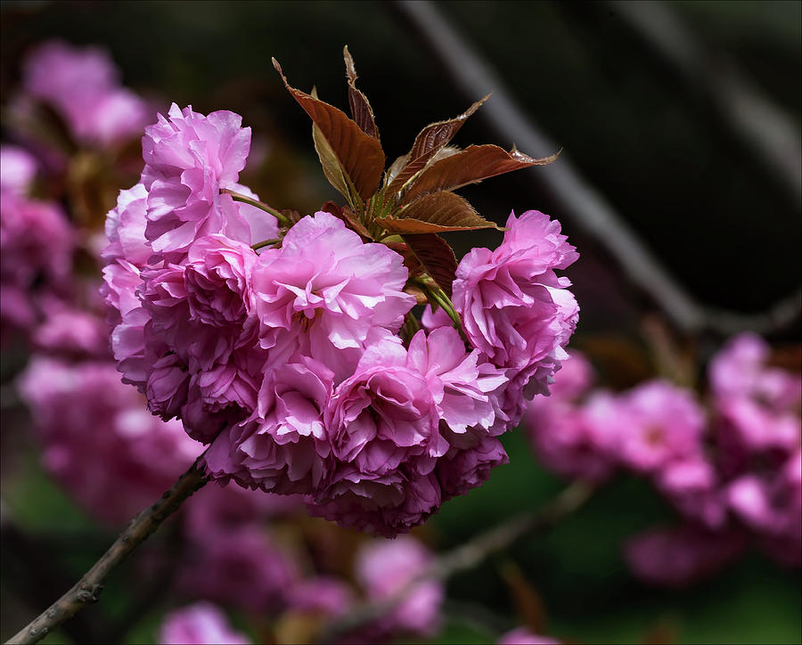 Cherry Blossoms #178 Photograph by Robert Ullmann