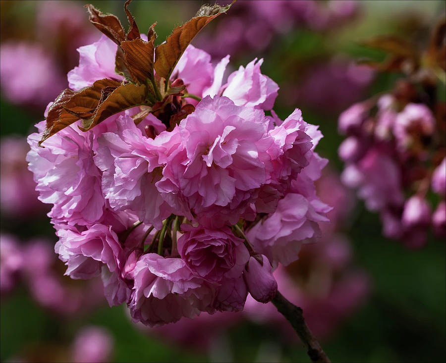 Cherry Blossoms #179 Photograph by Robert Ullmann