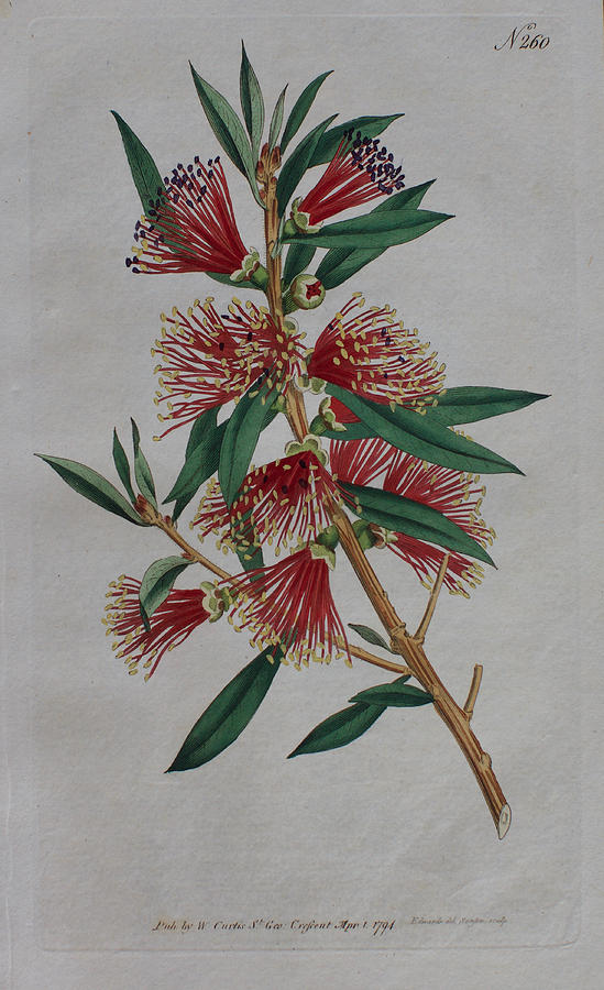 Bottlebrush Photographic Print for Sale by jansimpressions  Redbubble